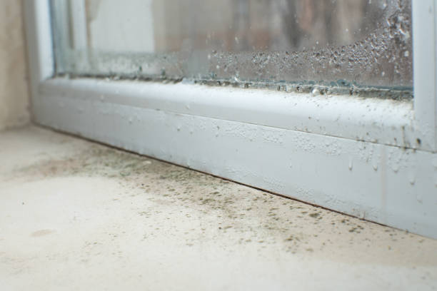 Best Mold Prevention Services  in Lakewood Park, TN